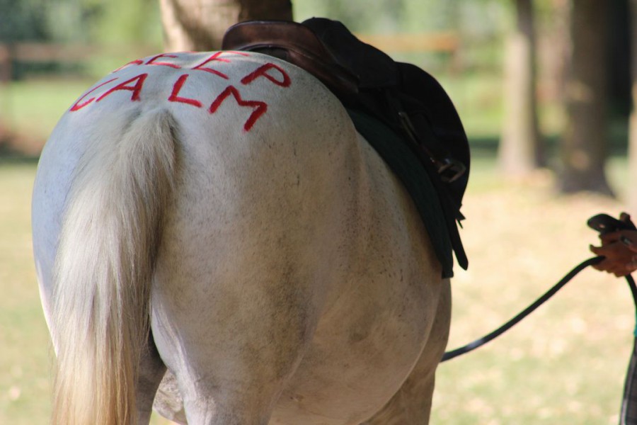 Equitando 2016: i campi estivi di Gente di Cavalli